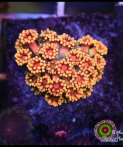 Rainbow sunset goniopora