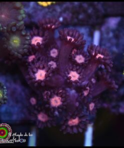 Purple eye goniopora