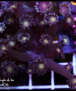 Yellow eye goniopora