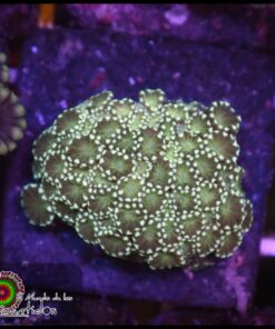Green light alveopora