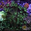 Green alveopora
