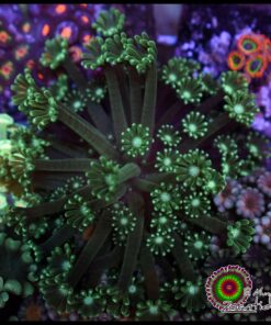 Green alveopora