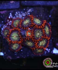 Zoas