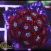 P0rn zoas