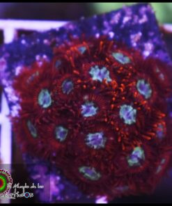 P0rn zoas
