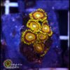 Zoas ultra