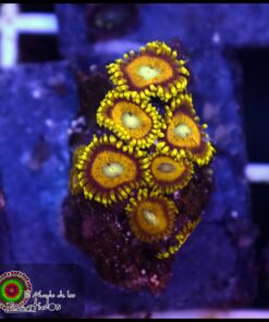 Zoas ultra