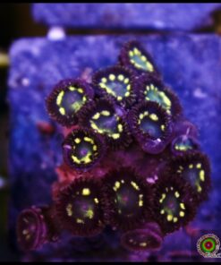 Zoas