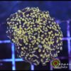 Yellow frogspawn