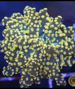 Frogspawn yellow gold