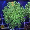 Frogspawn green toxic