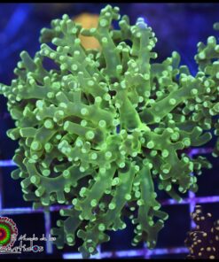 Frogspawn green toxic