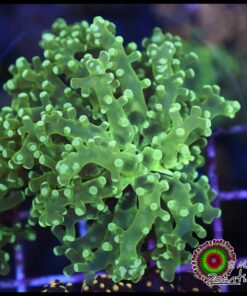 Frogspawn green toxic