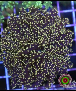 Yellow frogspawn 2 cabezas unidas