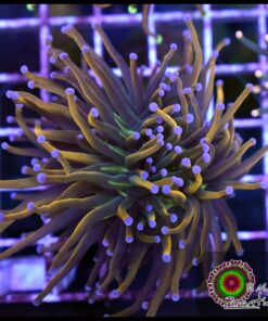 Dragon tammer torch 2 cabezas unidas