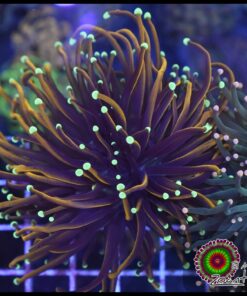 Jester torch 2 cabezas unidas