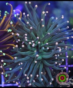 Torch green tips 2 cabezas unidas