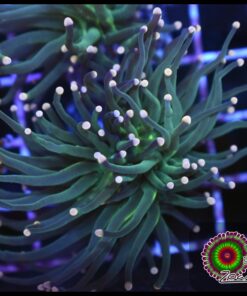 Torch green pink tips