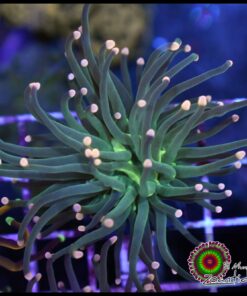 Torch green pink tips