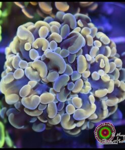 Hammer branch bicolor