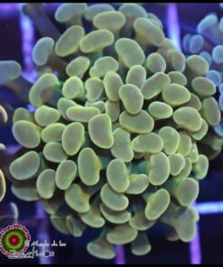 Hammer branch bicolor ultra
