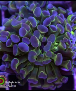 Hammer branch purple tips
