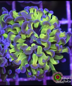 Hammer branch toxic purple tips