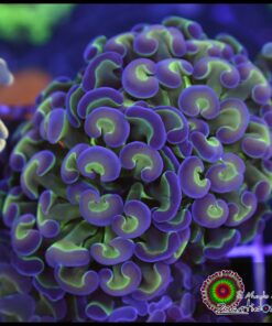 Hammer branch purple tips