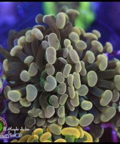 Hammer branch bicolor ultra