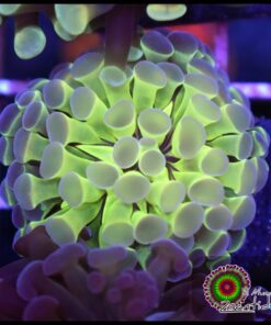 Hammer branch ghost green toxic