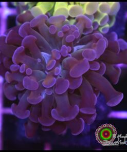 Hammer branch purple