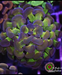 Hammer branch rainbow kaleidoscope