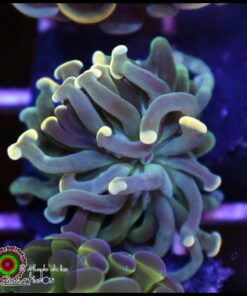 Hammer branch bicolor ultra