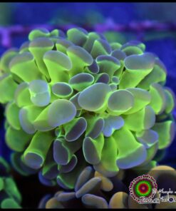 Hammer branch ghost green