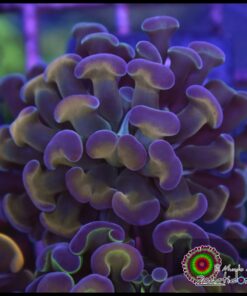 Purple gold hammer branch