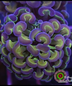 Hammer branch purple tips