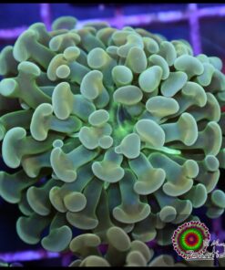 Hammer branch bicolor ultra