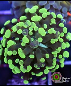 Hammer branch green splatter