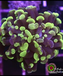 Hammer branch green splatter