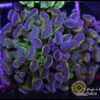 Hammer branch purple tips