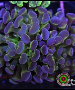 Hammer branch purple tips