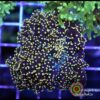 Yellow frogspawn