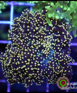Yellow frogspawn