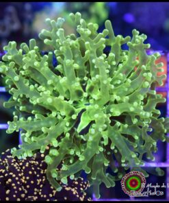 Green toxic frogspawn