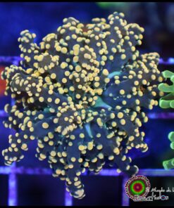 Frogspawn yellow gold