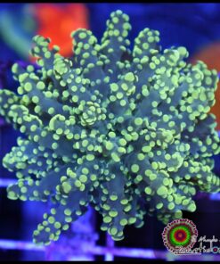 Frogspawn green