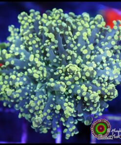 Frogspawn green