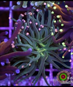 Green pink tips torch