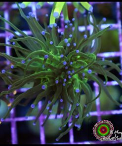 Torch green purple tips