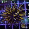 Gold torch
